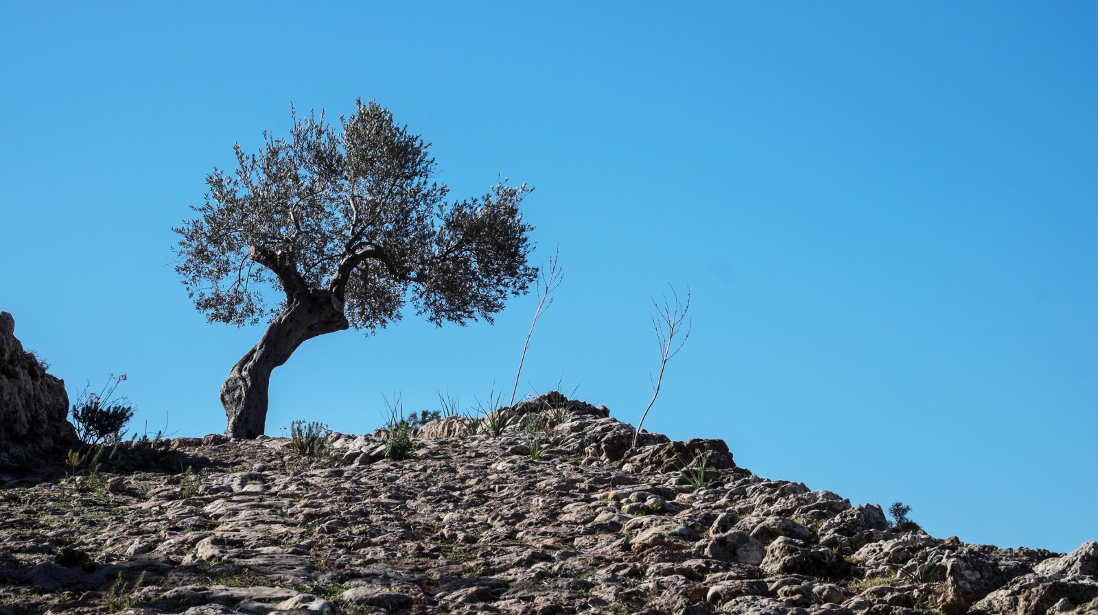 Huile d’olive vierge extra biologique <br/>de la Serra de Tramuntana